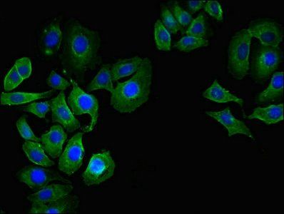CD55 Antibody