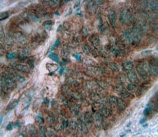 Mouse anti Human CD56 Antibody, Prediluted