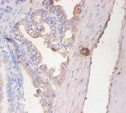 CD59 Antibody