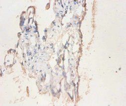 CD59 Antibody