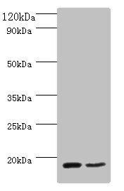 CD59 Antibody