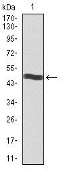 CD5 Antibody
