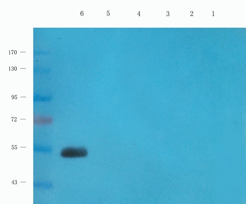 CD62P Rabbit Polyclonal Antibody