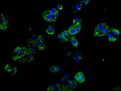 SELP Antibody