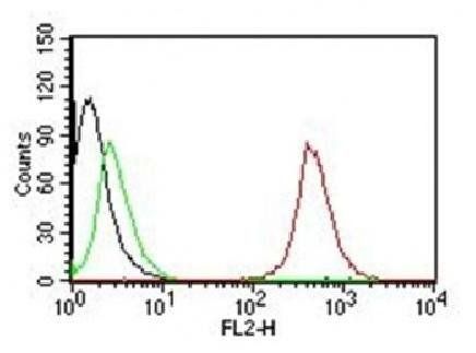 CD63 Antibody