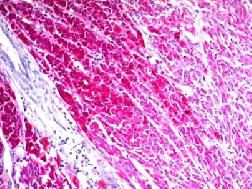 CD63 Antibody