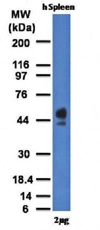 CD63 Antibody