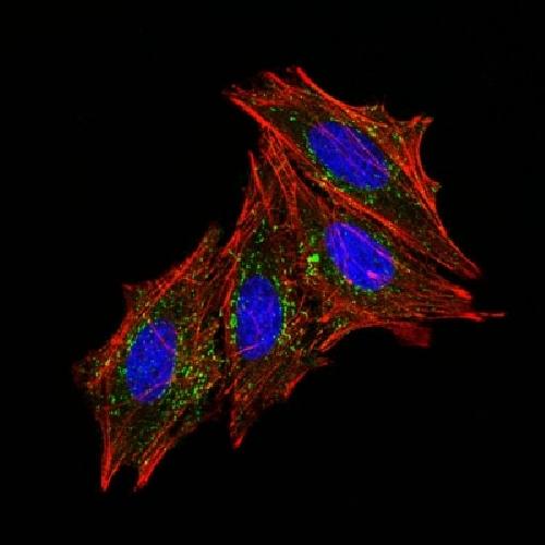 CD63 Antibody