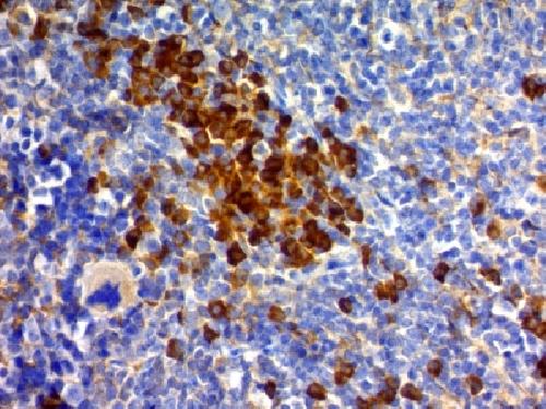 CD63 Antibody