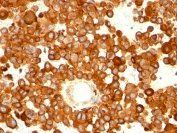 CD63 Antibody
