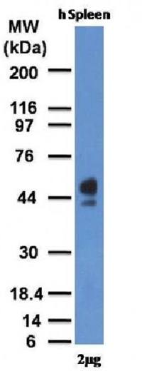 CD63 Antibody