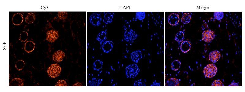 CD63 Rabbit Polyclonal Antibody