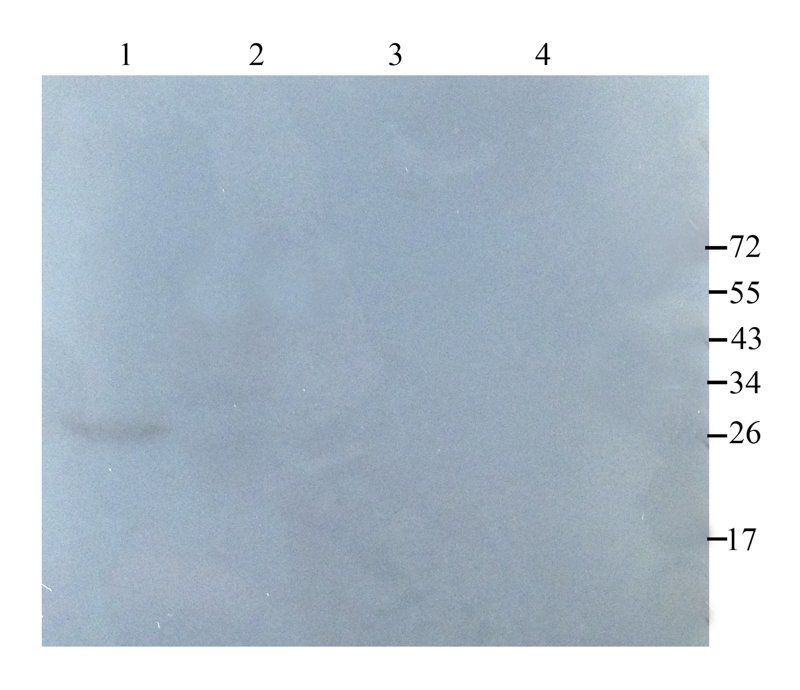 CD63 Rabbit Polyclonal Antibody
