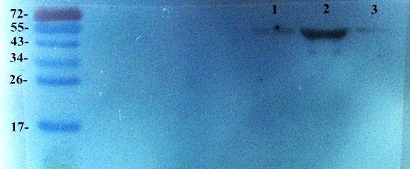 CD68 Rabbit Polyclonal Antibody