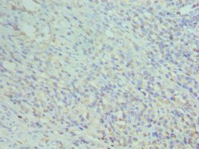 CD74 Antibody
