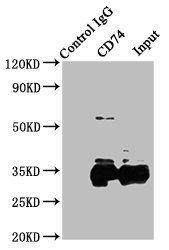 CD74 Antibody