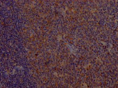 CD80 Antibody