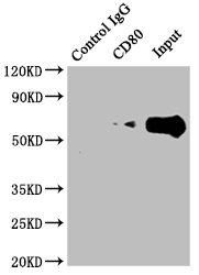 CD80 Antibody