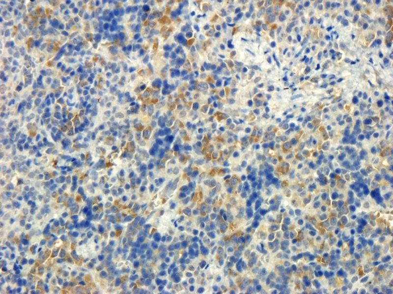 CD90 Rabbit Polyclonal Antibody