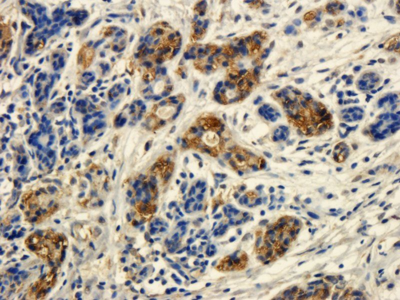 CD90 Rabbit Polyclonal Antibody