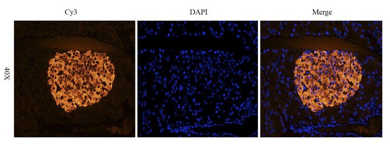CD90 Rabbit Polyclonal Antibody