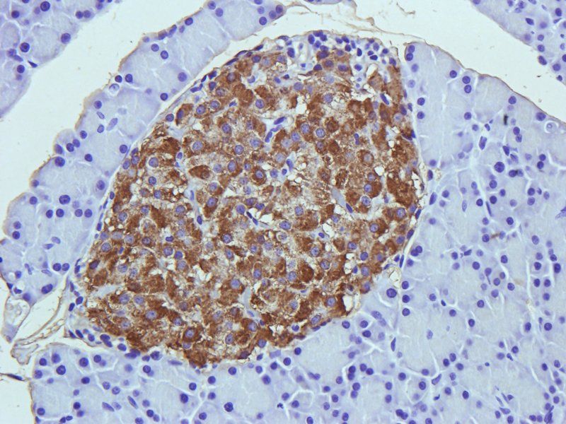 CD90 Rabbit Polyclonal Antibody