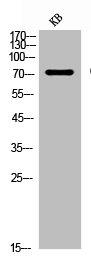 CD93 Antibody