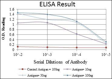 CD94 Antibody