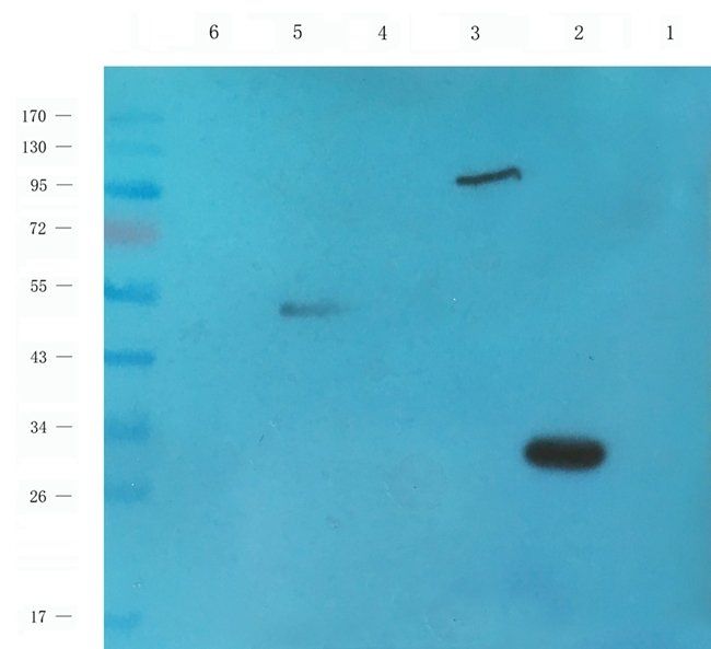 CD95 Rabbit Polyclonal Antibody