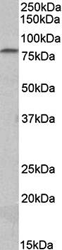 Goat anti-Cd97 (mouse) Antibody