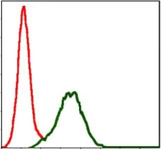 CD9 Antibody