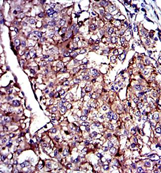 CD9 Antibody