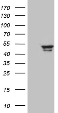 CDC42BPA Antibody