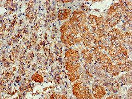 CDC6 Antibody