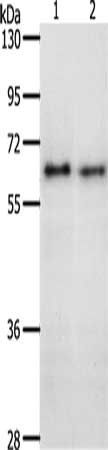 CDC6 Antibody