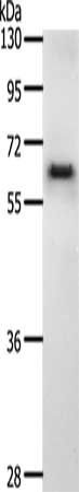 CDC6 Antibody