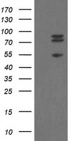 CDCA3 Antibody