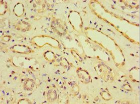 CDH11 Antibody