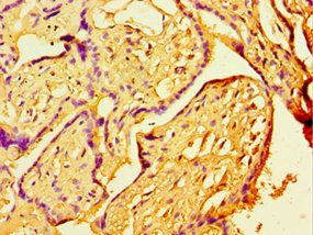CDH11 Antibody