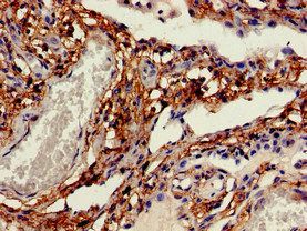 CDH11 Antibody