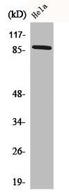 CDH18 Antibody