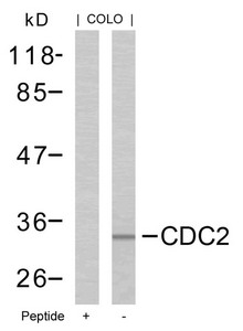 CDK1 Antibody