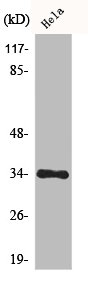 CDK1/CDK2/CDK3 Antibody