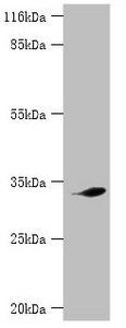 CDK5 Antibody