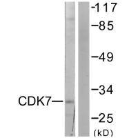 CDK7 Antibody