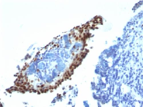 CDKN1A Antibody
