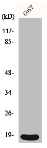CDKN2C Antibody