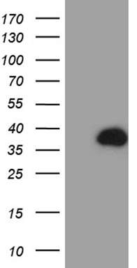 CDX1 Antibody