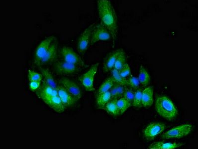 CEACAM6 Antibody