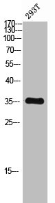 CEBPB Antibody